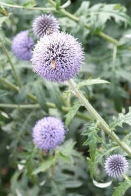 Kugeldistel Echinops ritro 'Veitch’s Blue' 5-10 Topf 9x9 cm (P9) Echinops ritro 'Veitch’s Blue'
