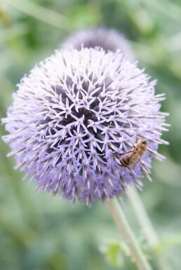 Kugeldistel Echinops ritro 'Veitch’s Blue' 5-10 Topf 9x9 cm (P9) Echinops ritro 'Veitch’s Blue'