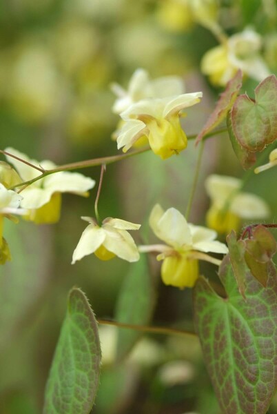 Frohnleiten-Garten-Elfenblume Epimedium perralchicum 'Frohnleiten' 5-10 Topf 9x9 cm (P9) Epimedium perralchicum 'Frohnleiten'