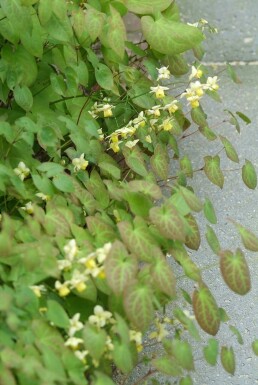 Frohnleiten-Garten-Elfenblume Epimedium perralchicum 'Frohnleiten' 5-10 Topf 9x9 cm (P9) Epimedium perralchicum 'Frohnleiten'