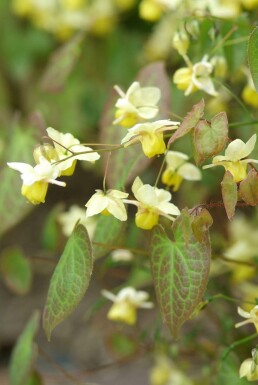 Frohnleiten-Garten-Elfenblume Epimedium perralchicum 'Frohnleiten' 5-10 Topf 9x9 cm (P9) Epimedium perralchicum 'Frohnleiten'