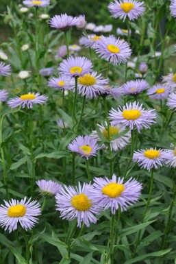 Feinstrahlaster Erigeron speciosus 'Superbus' 5-10 Topf 9x9 cm (P9)