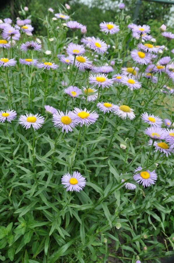 Feinstrahlaster Erigeron speciosus 'Superbus' 5-10 Topf 9x9 cm (P9) Erigeron speciosus 'Superbus'