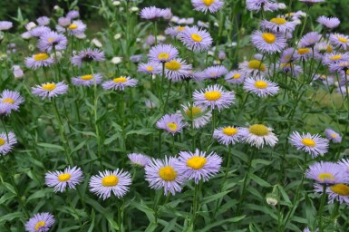 Feinstrahlaster Erigeron speciosus 'Superbus' 5-10 Topf 9x9 cm (P9) Erigeron speciosus 'Superbus'