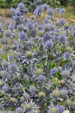 Eryngium planum