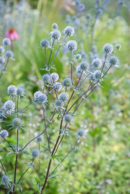 Kleiner Mannstreu Eryngium planum 'Blauer Zwerg' 5-10 Topf 9x9 cm (P9)