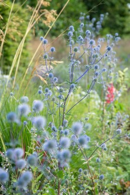 Kleiner Mannstreu Eryngium planum 'Blauer Zwerg' 5-10 Topf 9x9 cm (P9)