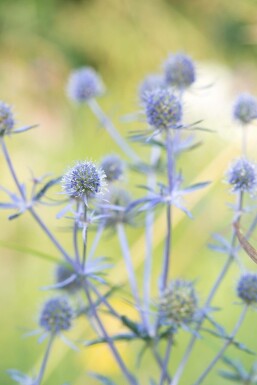 Kleiner Mannstreu Eryngium planum 'Blauer Zwerg' 5-10 Topf 9x9 cm (P9)