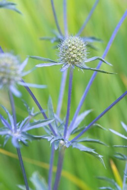 Kleiner Mannstreu Eryngium planum 'Blauer Zwerg' 5-10 Topf 9x9 cm (P9)