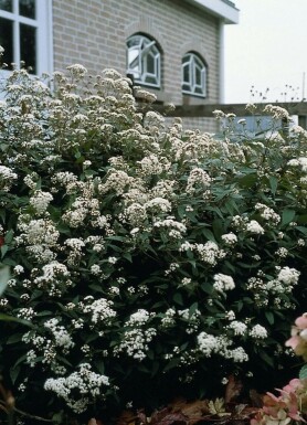 Dunkelblättriger Garten-Dost Eupatorium rugosum 'Chocolate' 5-10 Topf 9x9 cm (P9)