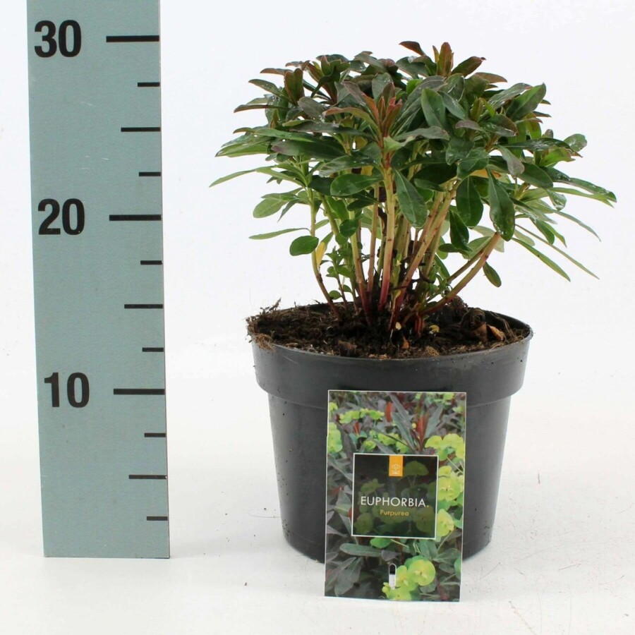 Rotblättrige Garten-Wolfsmilch Euphorbia amygdaloides 'Purpurea' 10-15 Topf 2 ltr. (C2) Euphorbia amygdaloides 'Purpurea'