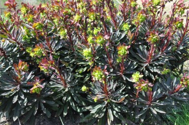 Rotblättrige Garten-Wolfsmilch Euphorbia amygdaloides 'Purpurea' 5-10 Topf 9x9 cm (P9)