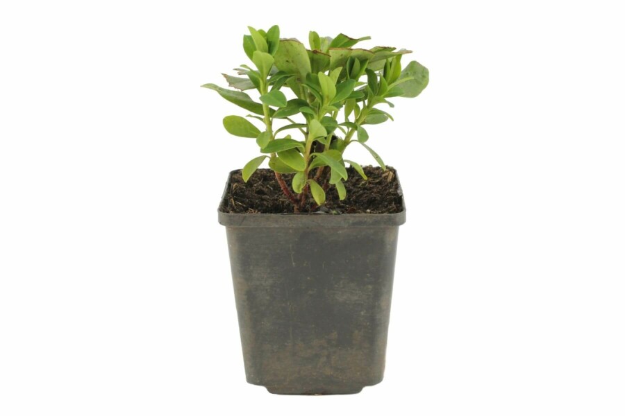 Garten-Wolfsmilch Euphorbia amygdaloides 'Robbiae' 5-10 Topf 9x9 cm (P9) Euphorbia amygdaloides 'Robbiae'