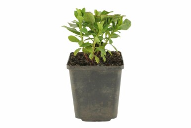 Garten-Wolfsmilch Euphorbia amygdaloides 'Robbiae' 5-10 Topf 9x9 cm (P9) Euphorbia amygdaloides 'Robbiae'