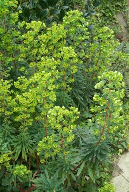 Busch-Wolfsmilch Euphorbia martinii 5-10 Topf 9x9 cm (P9)