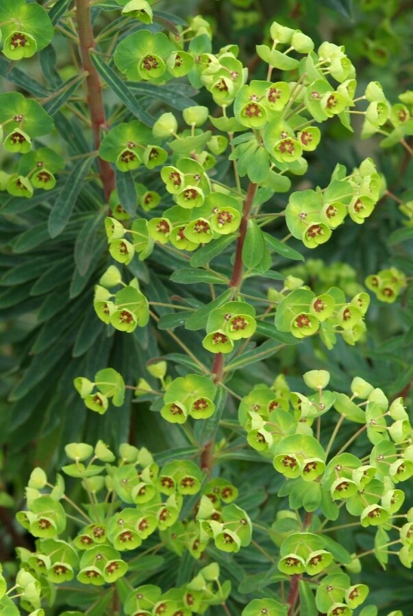 Busch-Wolfsmilch Euphorbia martinii 5-10 Topf 9x9 cm (P9) Euphorbia martinii
