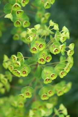 Busch-Wolfsmilch Euphorbia martinii 5-10 Topf 9x9 cm (P9)