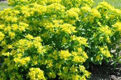 Gold-Wolfsmilch Euphorbia polychroma 5-10 Topf 9x9 cm (P9)