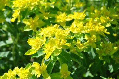 Gold-Wolfsmilch Euphorbia polychroma 5-10 Topf 9x9 cm (P9)