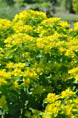Gold-Wolfsmilch Euphorbia polychroma 5-10 Topf 9x9 cm (P9) Euphorbia polychroma