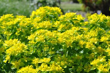 Gold-Wolfsmilch Euphorbia polychroma 5-10 Topf 9x9 cm (P9) Euphorbia polychroma