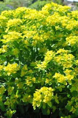 Gold-Wolfsmilch Euphorbia polychroma 5-10 Topf 9x9 cm (P9)