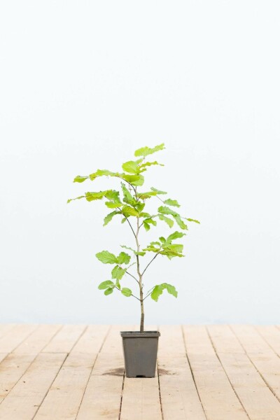 Rotbuche Fagus sylvatica 30-40 Topf 9x9 cm (P9) Buche / Rotbuche Fagus Sylvatica P9 30-40 cm