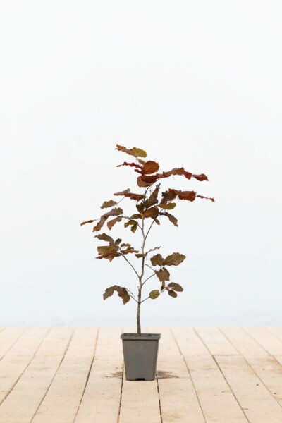 Buche / Blutbuche Fagus Sylvatica Purpurea P9 40-60 cm