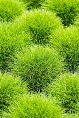 BĂ€renfell-Schwingel Festuca gautieri 5-10 Topf 9x9 cm (P9) Festuca gautieri