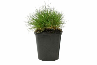 Bärenfell-Schwingel Festuca gautieri 5-10 Topf 9x9 cm (P9)