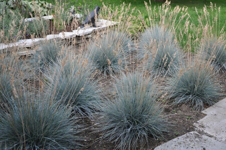 Blau-Schwingel Festuca glauca 'Elijah Blue' 10-15 Topf 2 ltr. (C2) Festuca glauca 'Elijah Blue'
