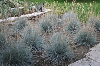 Blau-Schwingel Festuca glauca 'Elijah Blue' 10-15 Topf 2 ltr. (C2) Festuca glauca 'Elijah Blue'