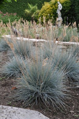 Blau-Schwingel Festuca glauca 'Elijah Blue' 10-15 Topf 2 ltr. (C2) Festuca glauca 'Elijah Blue'