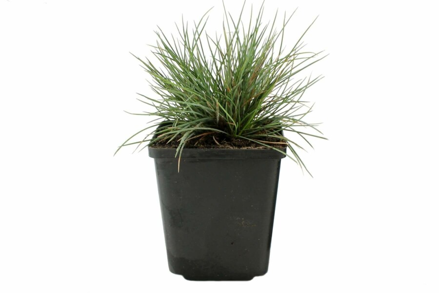Blau-Schwingel Festuca glauca 'Elijah Blue' 5-10 Topf 9x9 cm (P9) Festuca glauca 'Elijah Blue'