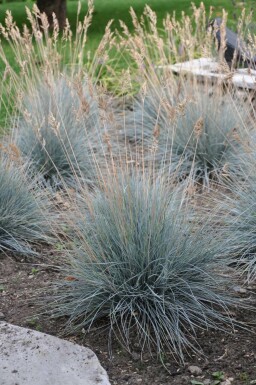 Blau-Schwingel Festuca glauca 'Elijah Blue' 5-10 Topf 9x9 cm (P9) Festuca glauca 'Elijah Blue'