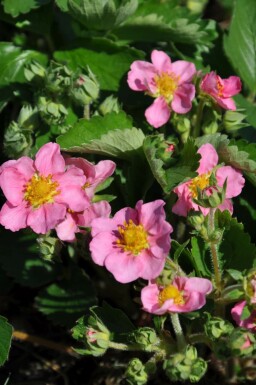 Garten-Zier-Erdbeere Fragaria 'Lipstick' 5-10 Topf 9x9 cm (P9)