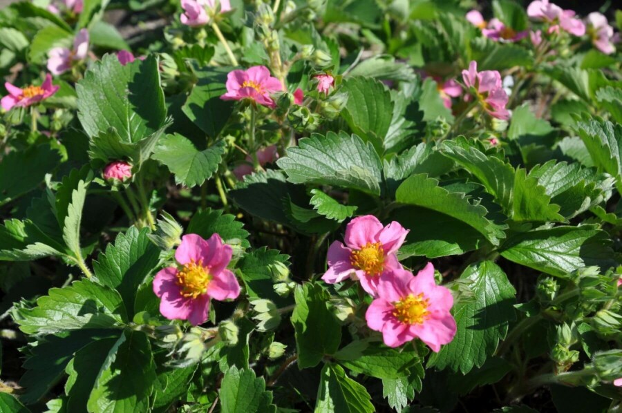 Garten-Zier-Erdbeere Fragaria 'Lipstick' 5-10 Topf 9x9 cm (P9) Fragaria 'Lipstick'