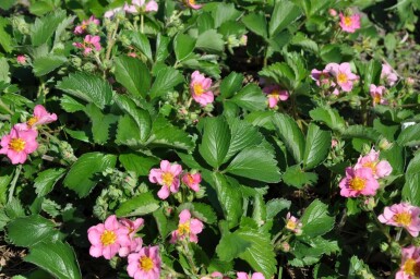 Garten-Zier-Erdbeere Fragaria 'Lipstick' 5-10 Topf 9x9 cm (P9)