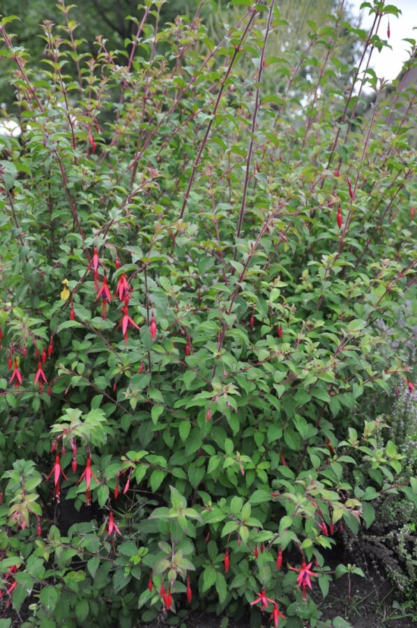 Freiland-Fuchsie Fuchsia magellanica 'Gracilis' 5-10 Topf 9x9 cm (P9) Fuchsia magellanica 'Gracilis'