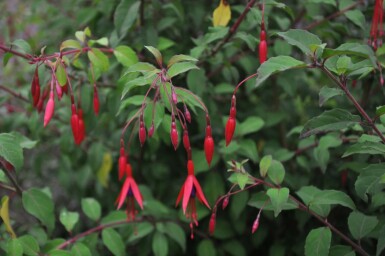 Freiland-Fuchsie Fuchsia magellanica 'Gracilis' 5-10 Topf 9x9 cm (P9)