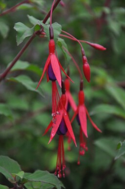Freiland-Fuchsie Fuchsia magellanica 'Gracilis' 5-10 Topf 9x9 cm (P9) Fuchsia magellanica 'Gracilis'
