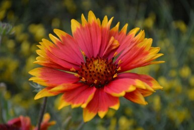Garten-Kokardenblume Gaillardia 'Bijou' 5-10 Topf 9x9 cm (P9) Gaillardia 'Bijou'