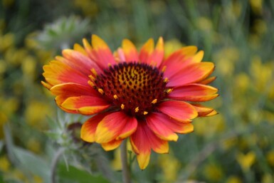 Papageienblume Gaillardia 'Kobold' 5-10 Topf 9x9 cm (P9) Gaillardia 'Kobold'
