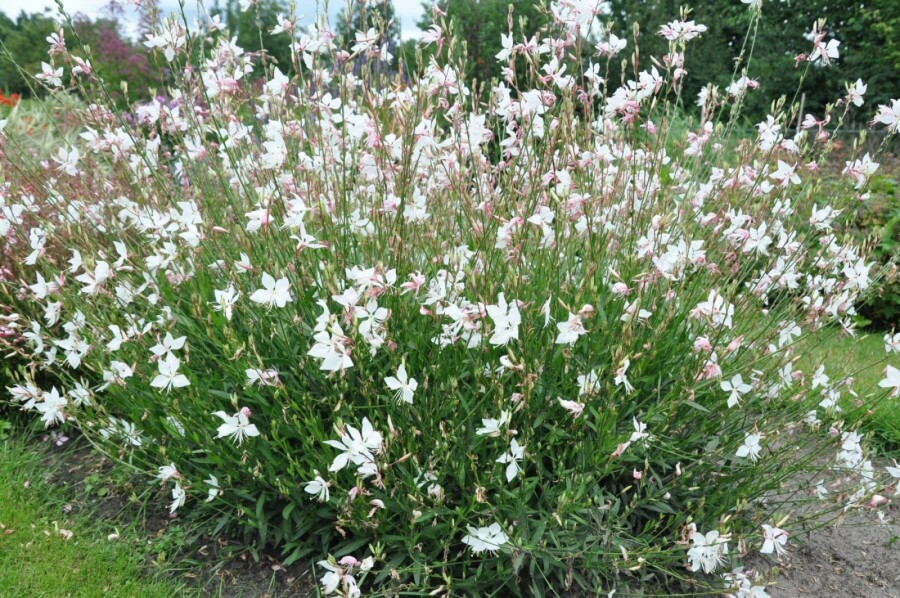 Prachtkerze Gaura lindheimeri 'Whirling Butterflies' 5-10 Topf 9x9 cm (P9) Gaura lindheimeri 'Whirling Butterflies'