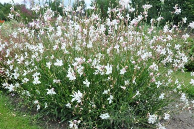 Prachtkerze Gaura lindheimeri 'Whirling Butterflies' 5-10 Topf 9x9 cm (P9) Gaura lindheimeri 'Whirling Butterflies'