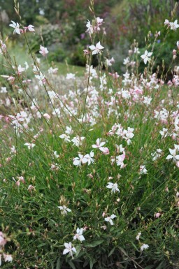 Prachtkerze Gaura lindheimeri 'Whirling Butterflies' 5-10 Topf 9x9 cm (P9) Gaura lindheimeri 'Whirling Butterflies'