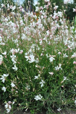 Prachtkerze Gaura lindheimeri 'Whirling Butterflies' 5-10 Topf 9x9 cm (P9) Gaura lindheimeri 'Whirling Butterflies'