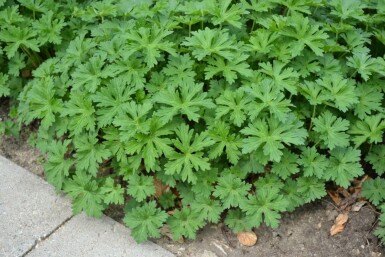 Storchschnabel Geranium 'Johnson's Blue' 5-10 Topf 9x9 cm (P9)