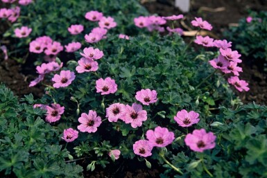 Storchschnabel Geranium cinereum 'Ballerina' 5-10 Topf 9x9 cm (P9) Geranium cinereum 'Ballerina'