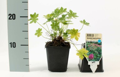 Balkan-Storchschnabel Geranium macrorrhizum 'Bevan's Variety' 5-10 Topf 9x9 cm (P9)
